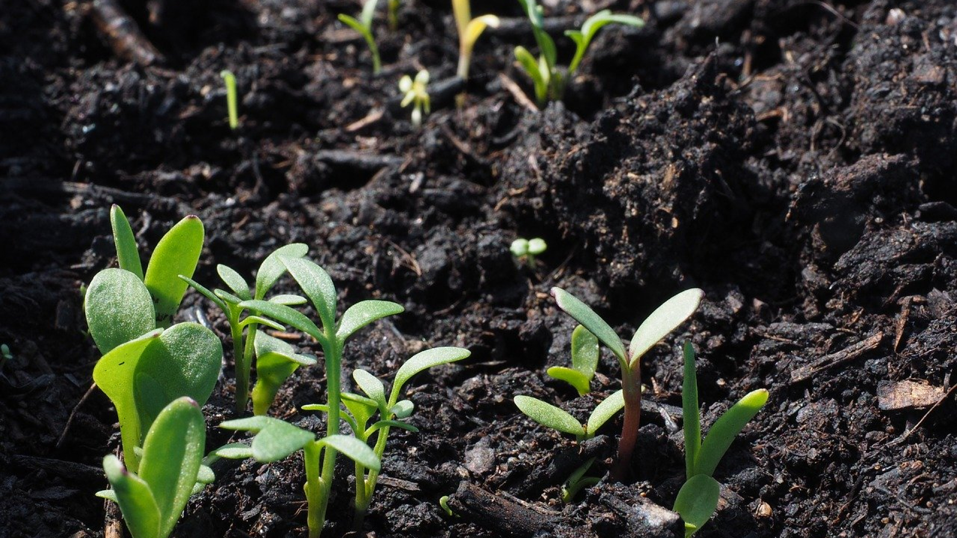 Moestuincoaches