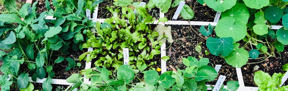 Moestuin school