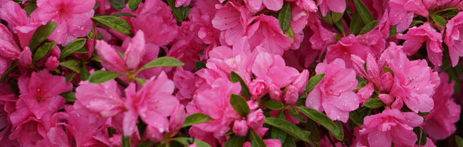 rosé bloemen: Pixabay