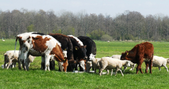 Koeien en schapen